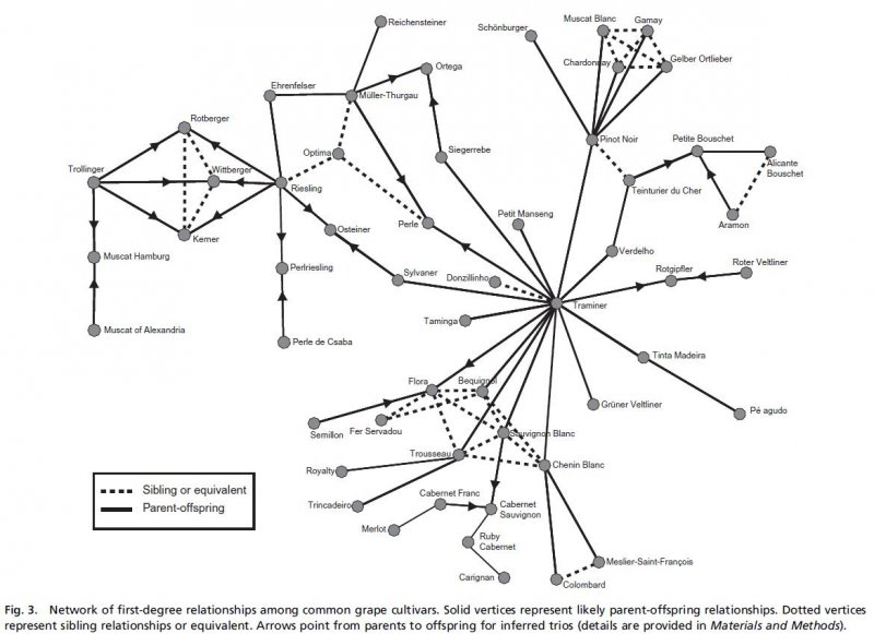 Vitis-relationships.JPG